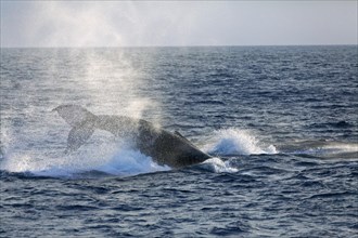 Humpback whale (Megaptera novaeangliae) species-typical behavior