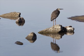 white-faced Heron (Ardea novaehollandiae) sitting on stone in rock pool