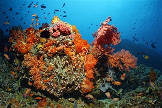 Coral colony