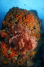 Coral colony with gorgonian (Melithaea sp.) And numerous Orange cup coral (Tubastrea coccinea)