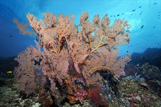 Large gorgonian (Melthaea sp.)