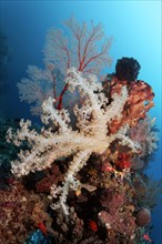 Coral reef with various soft corals (Dendronenephthya sp.)