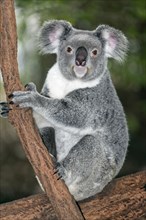 Koala (Phascolarctos cinereus) sitting on tree branch in the tree