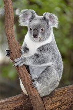 Koala (Phascolarctos cinereus) sitting on tree branch in the tree