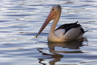 Australian pelican (Pelecanus conspicillatus) in water
