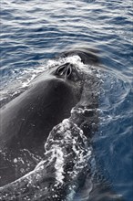 Humpback whale (Megaptera novaeangliae) with opened blowholes