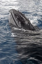 Humpback whale (Megaptera novaeangliae)