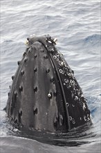 Humpback whale (Megaptera novaeangliae) with barnacles (Balanus sp.)