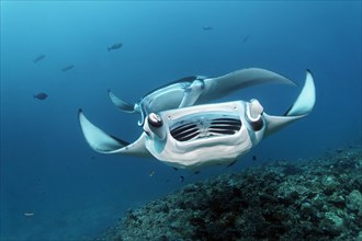 Open-mouthed reef manta ray (Manta alfredi)