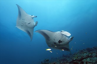 Reef manta rays (Manta alfredi) above coral with cleaner wrasses