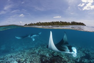 Reef manta rays (Manta alfredi) over coral reef