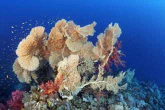Reef top with group of gorgonians (Annella mollis) and Klunzinger soft corals (Dendronephthya klunzingeri)