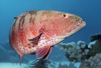 Roving coral grouper (Plectropomus pessuliferus marisrubi)