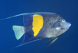 Halfmoon angelfish or (Pomacanthus maculosus)