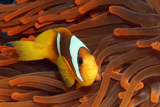 Red Sea clownfish (Amphiprion bicinctus) in Magnificent sea anemone (Heteractis magnifica) red