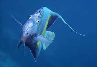 Halfmoon angelfish or (Pomacanthus maculosus)