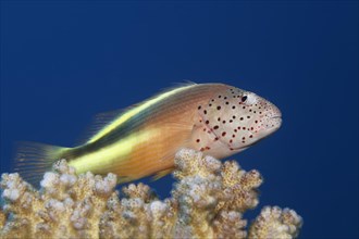 Black-sided hawkfish (Paracirrhites forsteri) sits on stone coral (Hexacorallia)