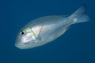 Humpnose big-eye bream (Monotaxis grandoculis) swims in the open sea