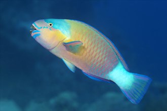 Bullethead parrotfish (Chlorurus sordidus) swims over the coral reef