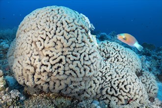 Bubble Coral (Plerogyra sinuosa) with Bullethead parrotfish (Chlorurus sordidus)