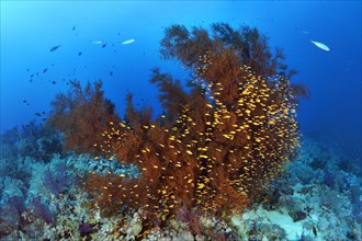 Coral Reef with Black Coral (Antipathes dichotoma) and Swarm Anthias (Anthiinae)