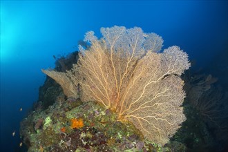 Coral Reef Ridge with Giant Sea Fan (Annella mollis)