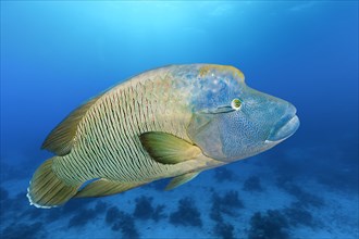 Adult Humphead Wrasse (Cheilinus undulatus) swims over spotted reefs