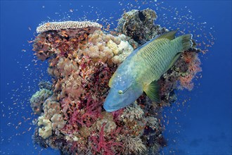 Adult Humphead Wrasse (Cheilinus undulatus) swims over Coral Tower