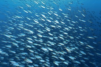 Large swarm Goldband fusiliers (Pterocaesio chrysozona) swims in the open sea