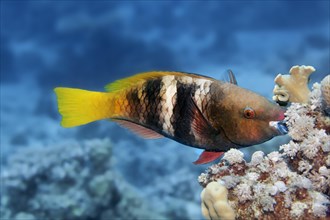 Rusty Parrotfish (Scarus ferrugineus) feeding coral