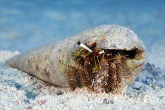 Hermit crab (Aniculus retipes) in snail shell on sandy bottom