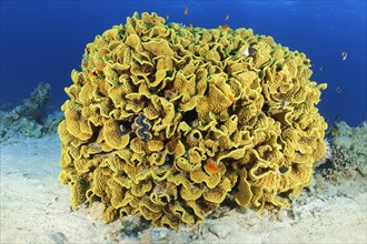 Scroll coral (Turbinaria reniformis)