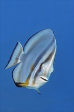 Longfin Batfish (Platax teira) Red Sea