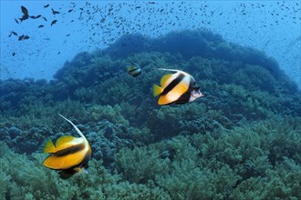 Red Sea bannerfishes (Heniochus intermedius) swim over coral reef