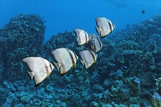 Small swarm Longfin Batfishes (Platax teira) swims over coral reef