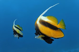 Red Sea bannerfishes (Heniochus intermedius) swimming in the open sea