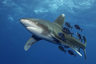 Oceanic whitetip shark (Carcharhinus longimanus) with Pilot Fish (Naucrates ductor) swims under sea surface in the open sea
