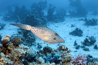 Scrawled filefish (Aluterus scriptus) swims over coral reef