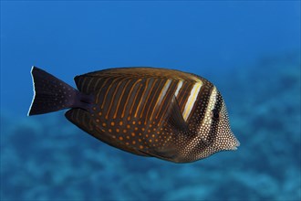 Desjardin's sailfin tang (Zebrasoma desjardinii) swims over coral reef
