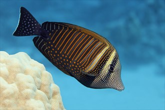 Desjardin's sailfin tang (Zebrasoma desjardinii) swims over coral reef