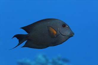 Striated surgeonfish (Ctenochaetus striatus) swims over coral reef