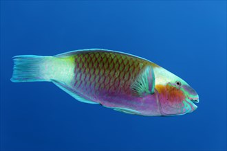 Bullethead parrotfish (Chlorurus sordidus) swims in the open sea