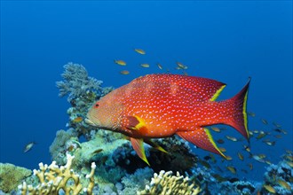 Yellow-edged lyretail (Variola louti) floats over coral reef