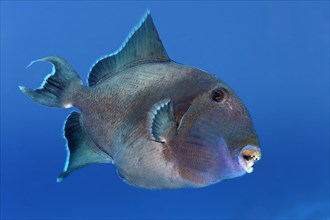 Blue triggerfish (Pseudobalistes fuscus) swims in the open sea