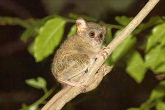 Sulawesi-Tarsier (Tarsius tarsier) sits on branch