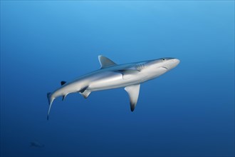 Grey reef shark (Carcharhinus amblyrhynchos) swimming in the open sea