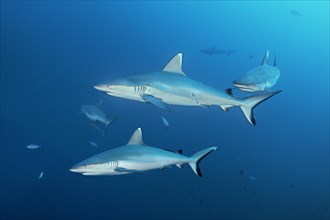 Four Grey reef sharks (Carcharhinus amblyrhynchos) swimming in the open sea