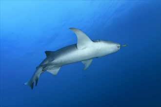 Tawny nurse shark (Nebrius ferrugineus) swimming in the open sea