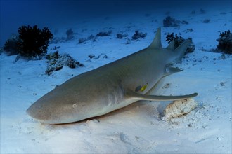 Tawny nurse shark (Nebrius ferrugineus) lies on a sandy bottom