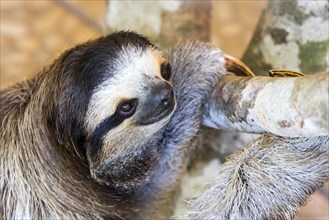Sloth (Bradypus Variegatus) Braunkehl-Faultier